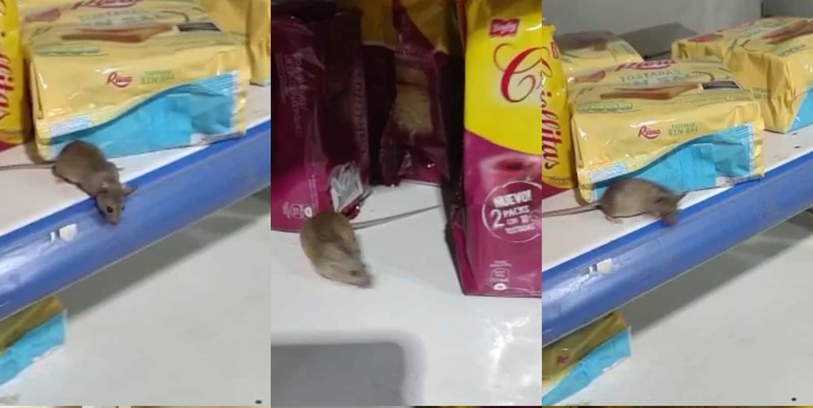 Clausuraron un supermercado Dia % de la región por la presencia de ratas